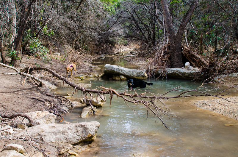 dogs play in a creek