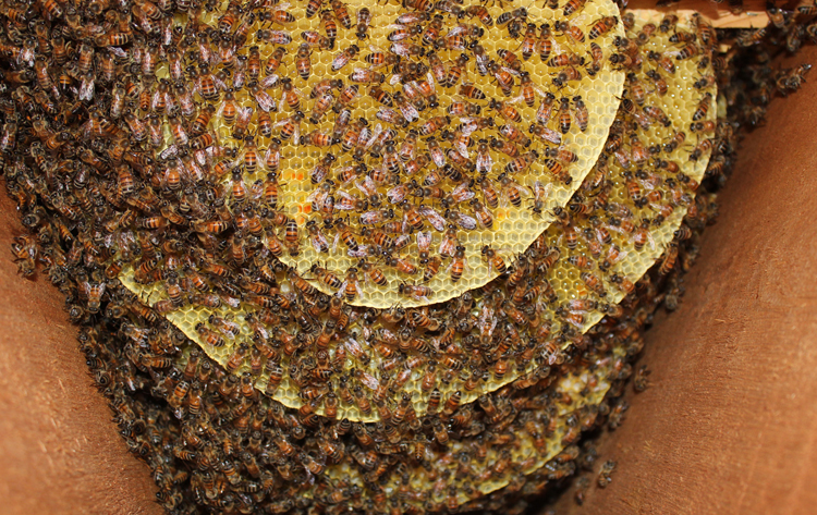 honeybee honey bee beekeeping beekeeper hive beehive swarm colony
