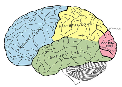 human brain organ tissue anatomy charles whitman tumor mass lobe cortex